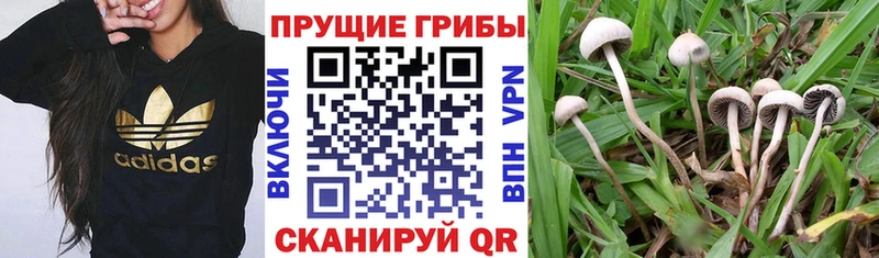 Псилоцибиновые грибы MAGIC MUSHROOMS  закладки  Навашино 